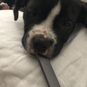 Meet your Posher, Brandon